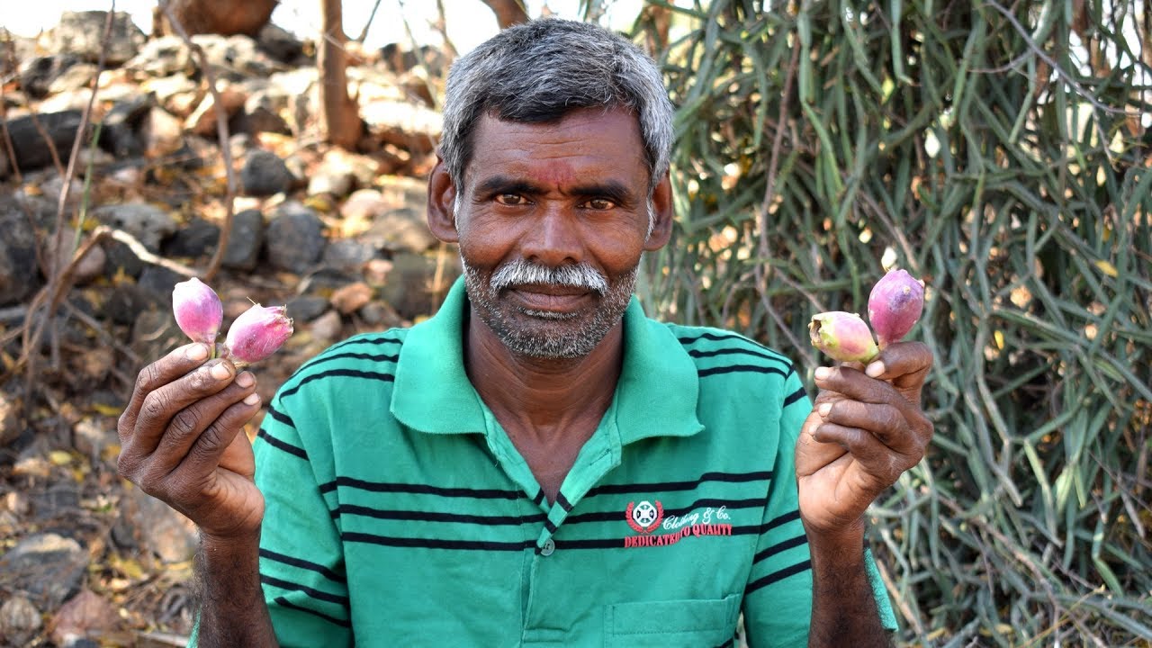 Người Ấn Độ xem quả xương rồng như một loại trái cây cao cấp